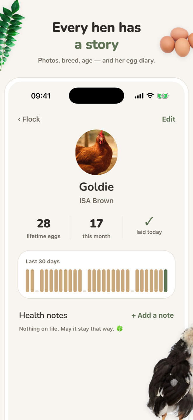 Hen profile: photo, breed, lifetime eggs and her 30-day egg diary